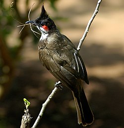 Red-whiskered Bulbul