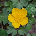 Ranunculus repens