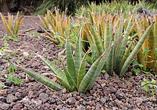 Sansevieria pinguicula kz1.JPG