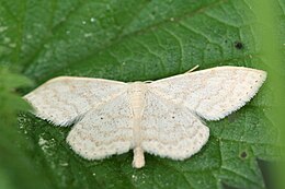 Scopula floslactata-01 (xndr).jpg