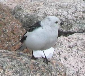 Brunnuka emberizo (Calcarius ornatus)