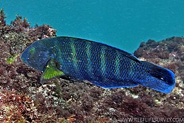 Thalassoma septemfasciatum