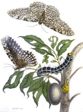 Cycle de vie de Thysania agrippina, par Maria Sibylla Merian (1705).