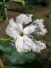 In the process of unfurling its fimbriate petals.