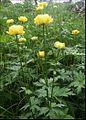 Trollius europaeus