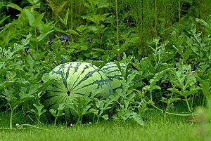 Weedermeloon (Citrullus lanatus)