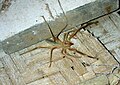 Camel Spider from Rajasthan (India) in a garden.