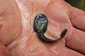 Image 27Ascaphus montanus tadpole (supine position), showing the large oral sucker (from Tailed frog)