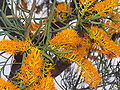 Nuytsia floribunda (ochmetovité)