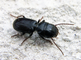 Dixus sphaerocephalus