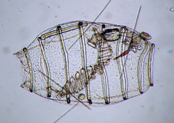 Espécime de Doliolum (c. 1,4 mm de comprimento).