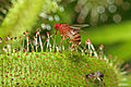 Red-eyed vinegar fly (Drosophila melanogaster) fly trapped by Drosera capensis