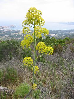 A ferula