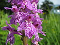 Fuchsova prstasta kukavica - Dactylorhiza maculata ssp. fuchsii