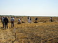 Harvest in Skorenovac