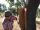 Скидање коре са слојевима плуте храста плутњака.