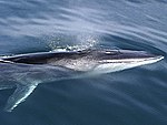 Fin whale