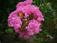 Crepe myrtle