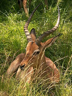 'n Rooibok in Mkuzewildreservaat.