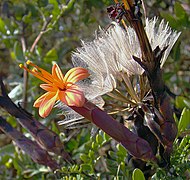 Úbor a plodenství Mutisia acuminata