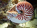 Nautilus vanuatuensis (live)