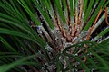  Vulnerable  Longleaf Pine (Pinus palustris)