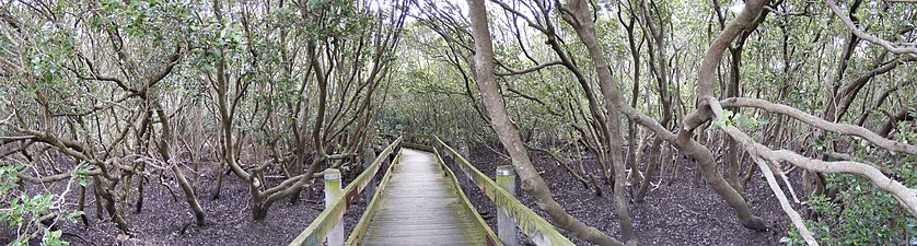 Un petit marécage à Padstow, Nouvelle-Galles du Sud, Australie.