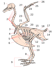 Planche d'anatomie de l'oiseau avec la position du pubis.