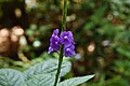 Fotografia de Stachytarpheta jamaicensis, cujas flores psicofílicas são polinizadas por J. rhadama.[3]