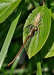 Laufspinne erbeutet Frühe Adonislibelle (von Quartl)