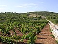 Un vignoble sur l'île de Vis.