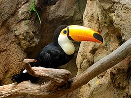 Reuzentoekan, Vogelpark Avifauna (2015)