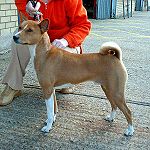 Basenji, centralafrikansk pariahund.