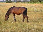 Meadows near Borzna