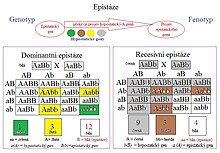 Dominantní a recesivní epistáze