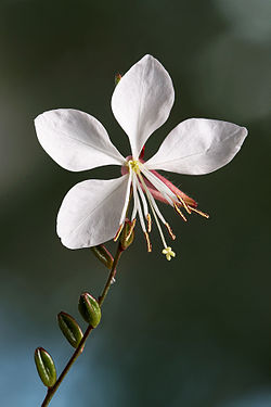 Gaura lindheimeri 'Whirling Butterflies'