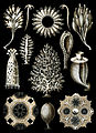 Dibuixos de Calcispongiae realitzats per Ernst Haeckel en Kunstformen der Natur, 1904