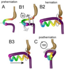 Diagram of intestinal development