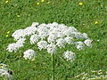 Laserpicium latifolium (double umbel)