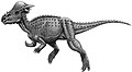 Pachycephalosaurus