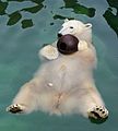 A Polar Bear floating at the Henry Doorly Zoo