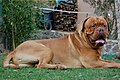 Dogue de bordeaux. Máscara marrom