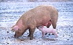 Miniatura per Sus scrofa domesticus