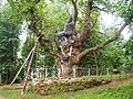 Image 6The Stelmužė Oak in Stelmužė is the oldest oak in Lithuania and one of the oldest in Europe.