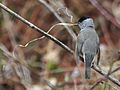 Male gathering nesting material