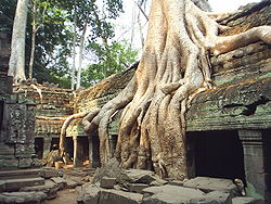 raízes de Tetrameles nudiflora (em Angkor Wat).