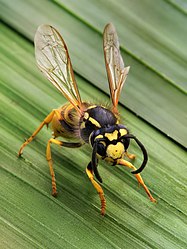 Vespula germanica (von Richard Bartz)