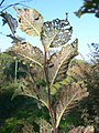 Elm-leaf damage caused by X. luteola, Germany