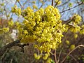 Blomsterstand