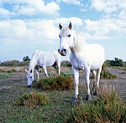 Camargue